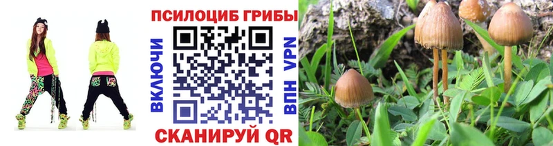 Псилоцибиновые грибы Cubensis  Купить где  Почеп 